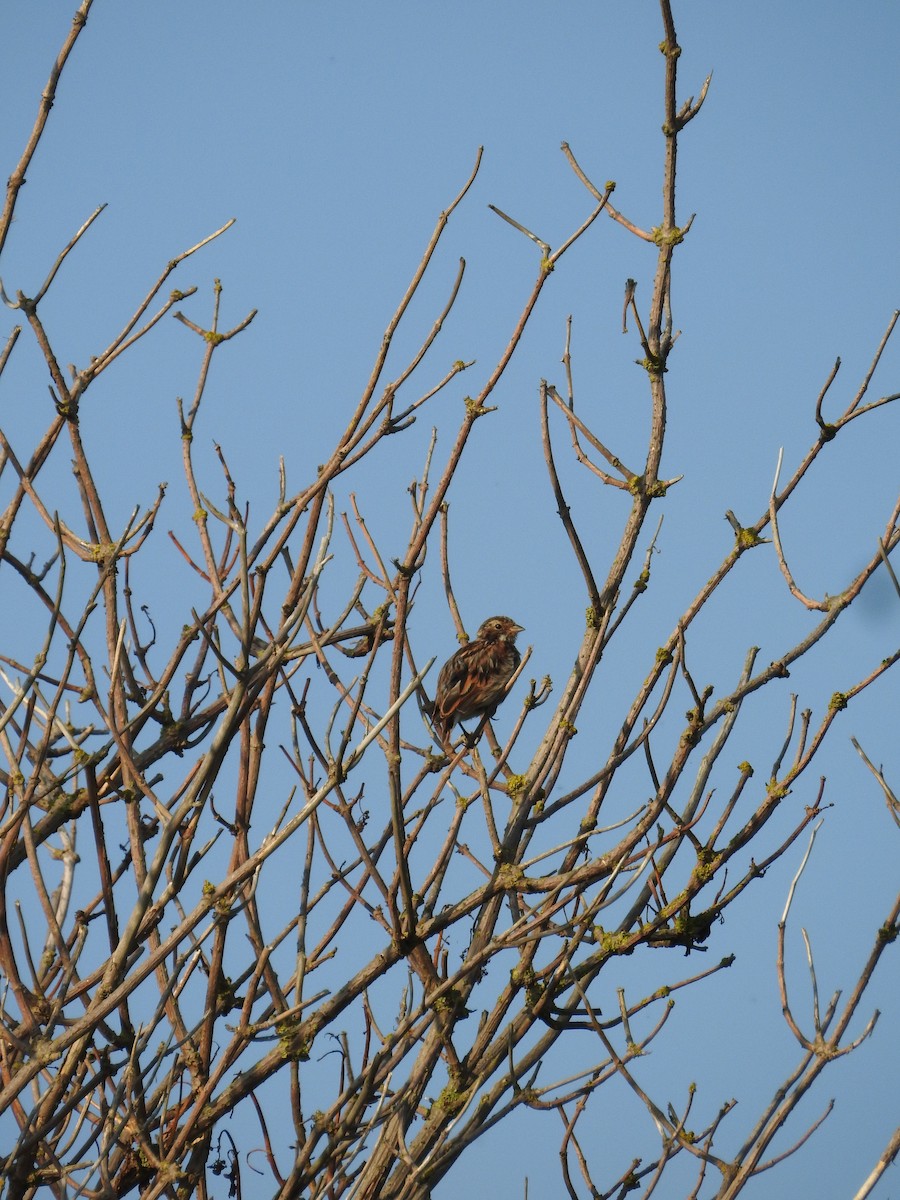 Reed Bunting - Ryan Irvine