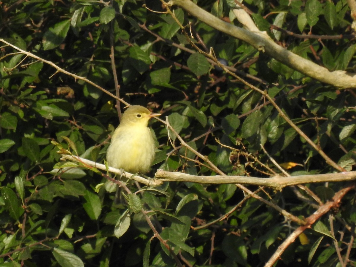 Icterine Warbler - Ryan Irvine