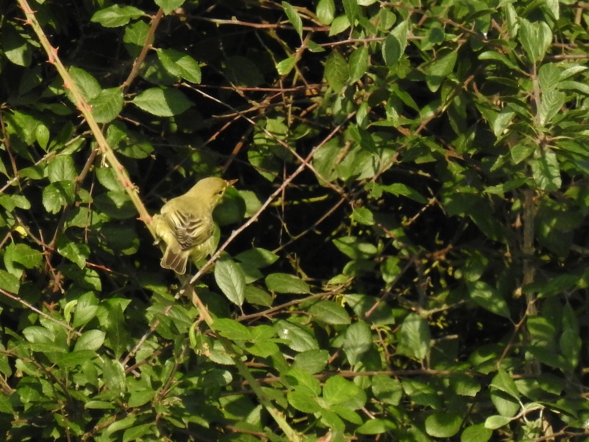 Icterine Warbler - Ryan Irvine