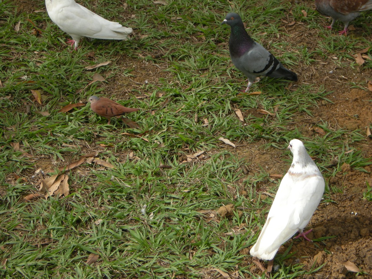 Ruddy Ground Dove - ML613935528