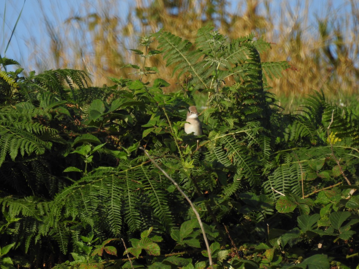 Greater Whitethroat - ML613935531