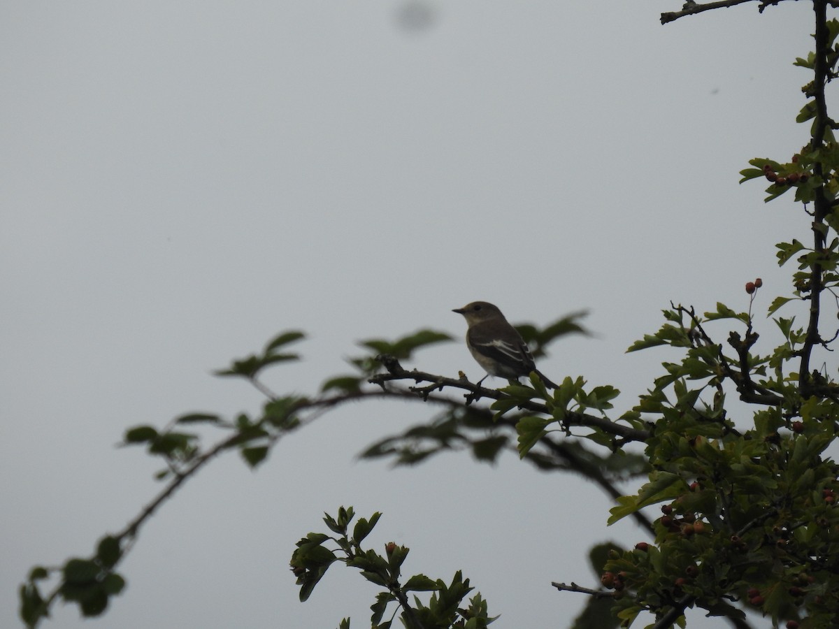 European Pied Flycatcher - Ryan Irvine