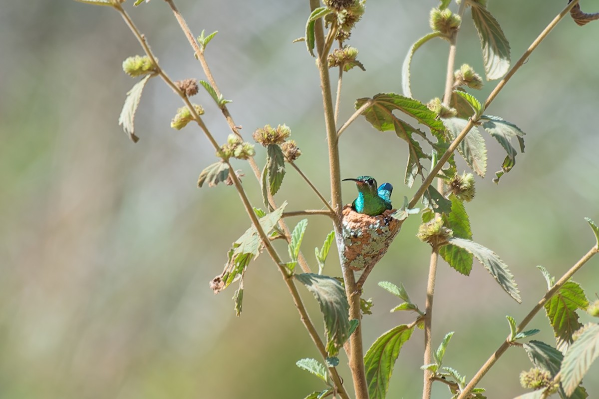 kolibřík zelenoocasý - ML613935552