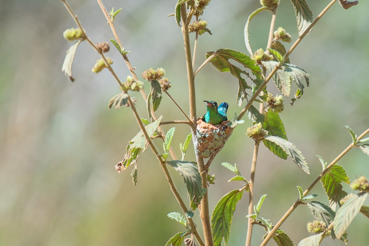 kolibřík zelenoocasý - ML613935553