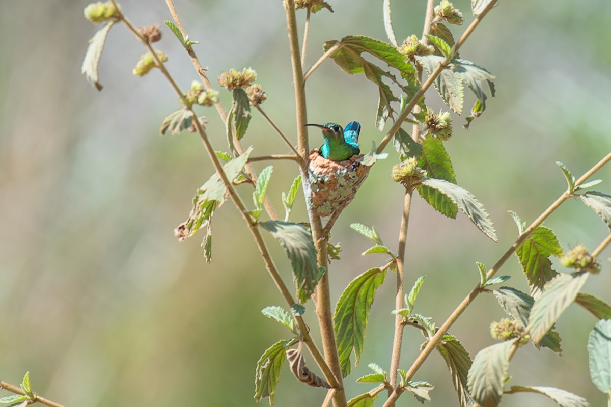 kolibřík zelenoocasý - ML613935554
