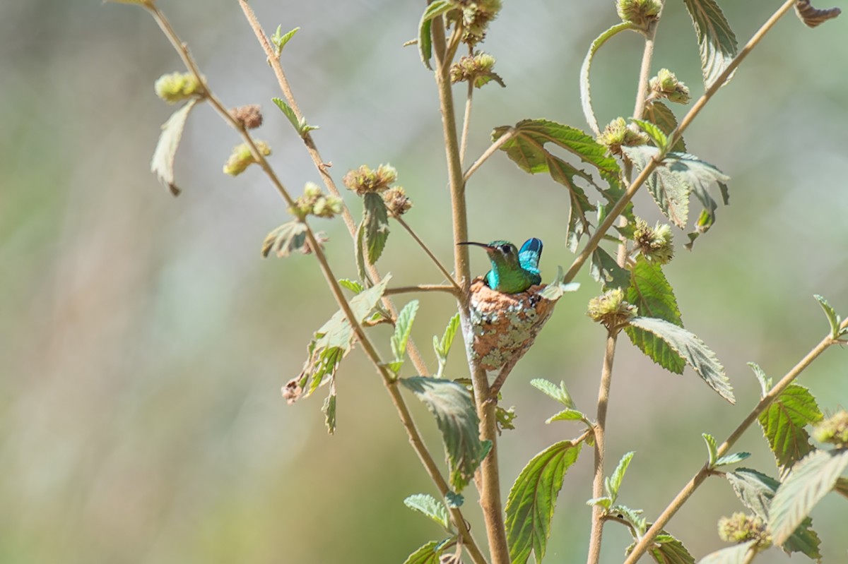 kolibřík zelenoocasý - ML613935555