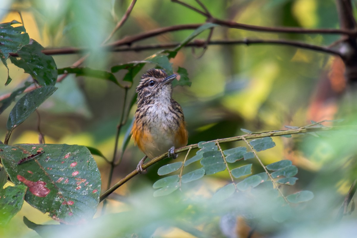 Peruvian Warbling-Antbird - Marcelo  Telles