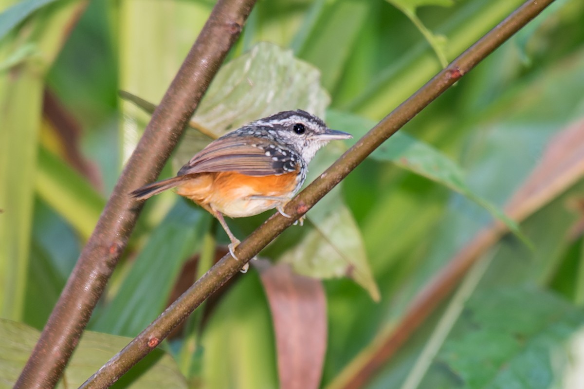 Peruvian Warbling-Antbird - Marcelo  Telles