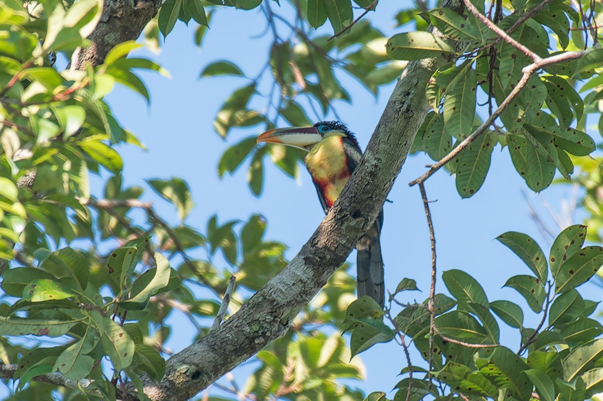 Curl-crested Aracari - Marcelo  Telles