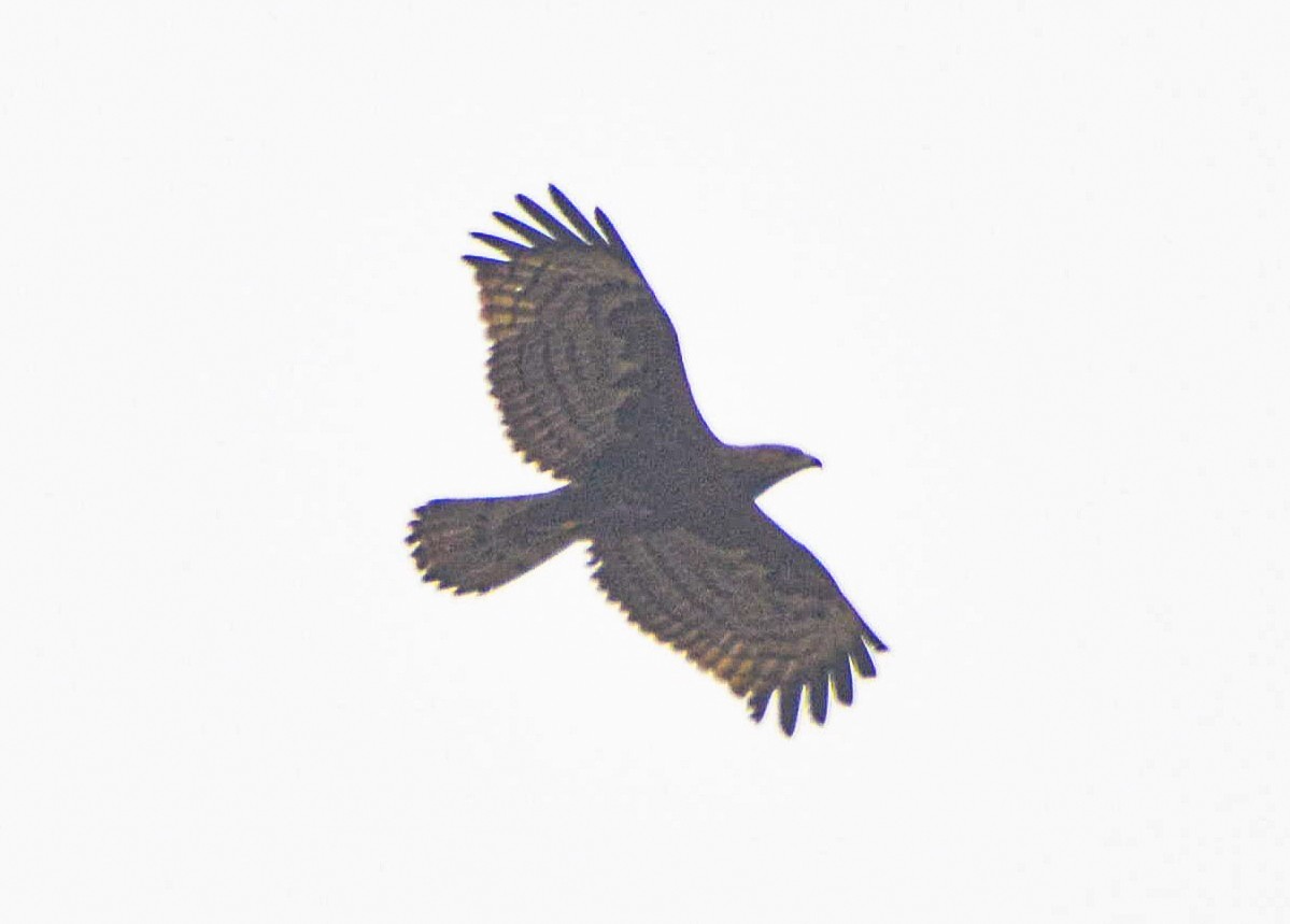 Oriental Honey-buzzard - ML613935627