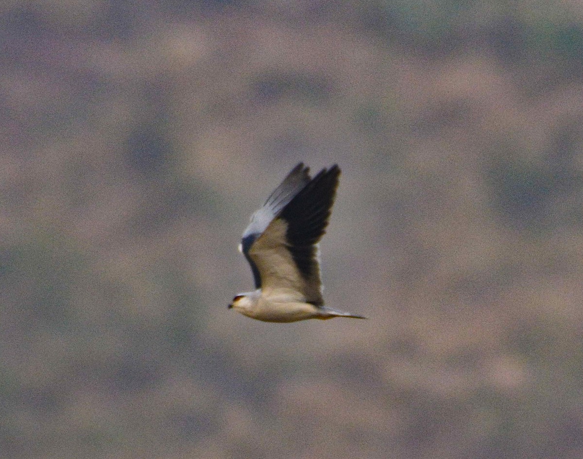 Black-winged Kite - ML613935649