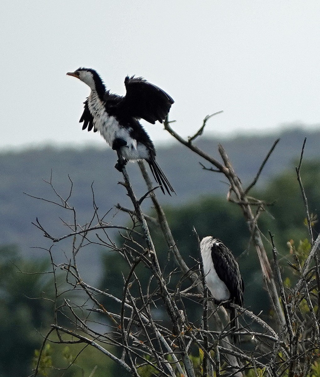 Little Pied Cormorant - ML613935726