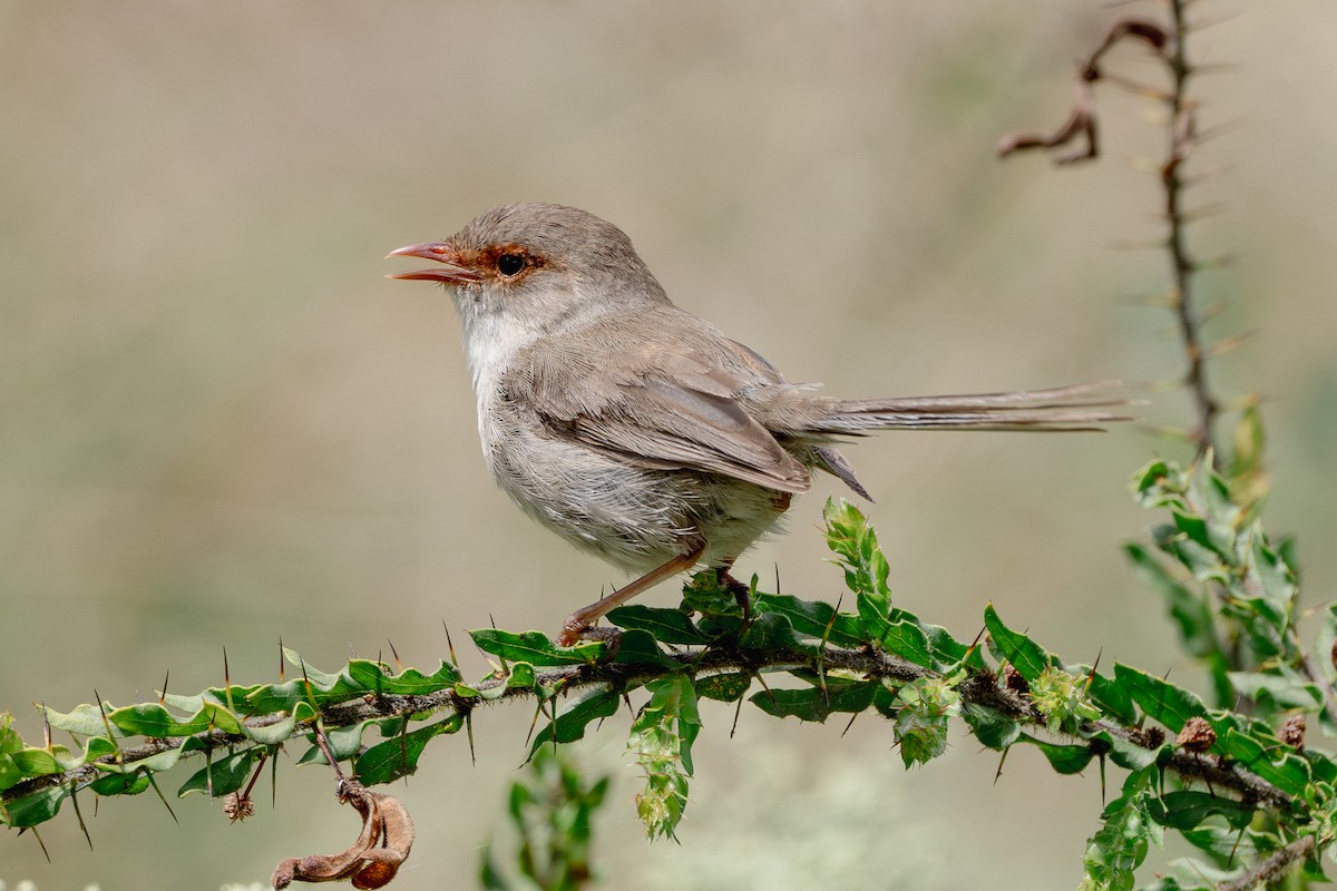 Superb Fairywren - ML613935727