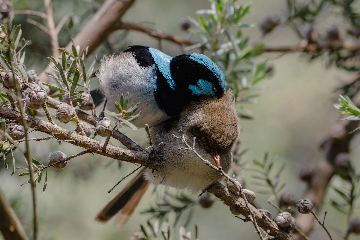 Superb Fairywren - ML613935731