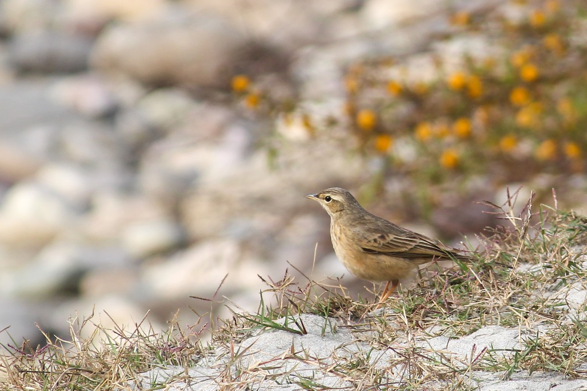 Long-billed Pipit - ML613935734