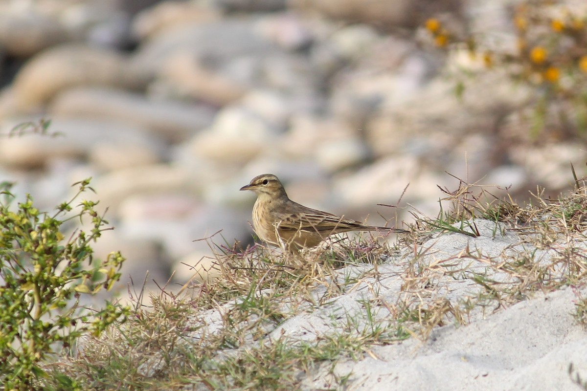 Long-billed Pipit - ML613935735