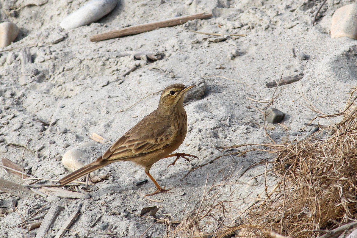 Long-billed Pipit - Vivek Kumar Patel