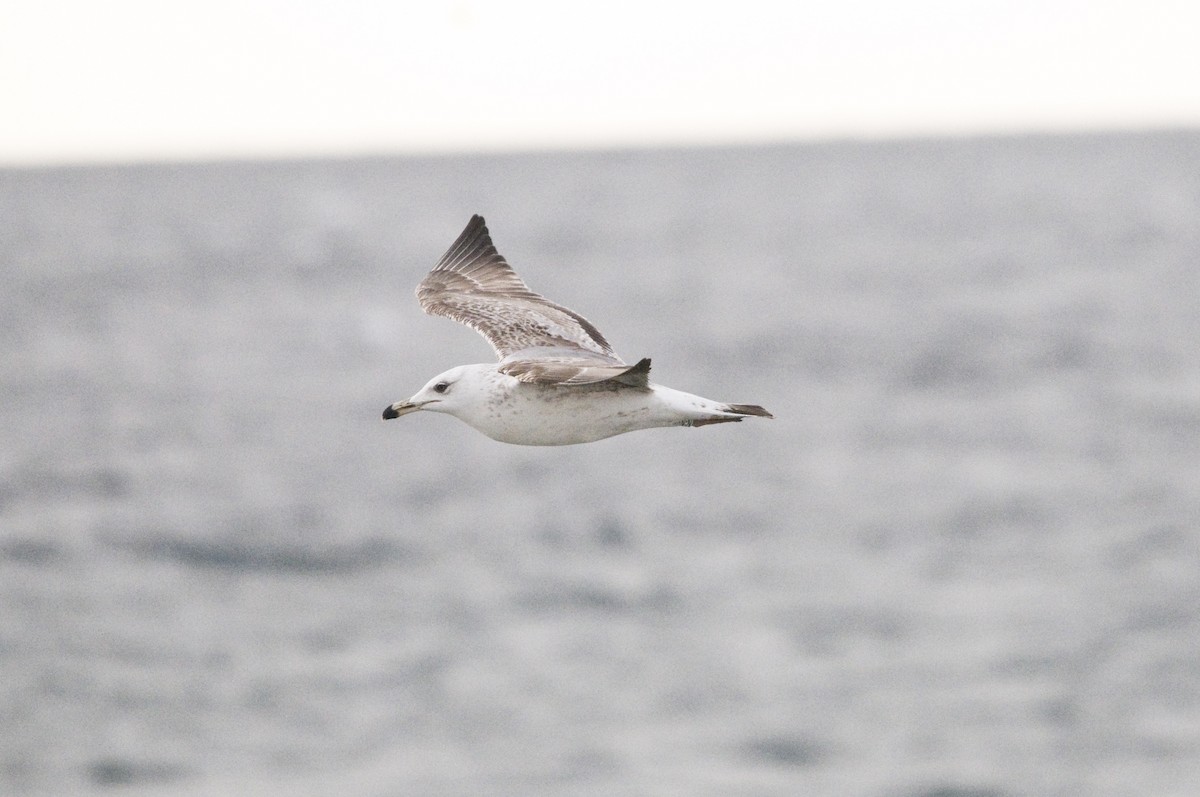 Yellow-legged Gull - ML613935759