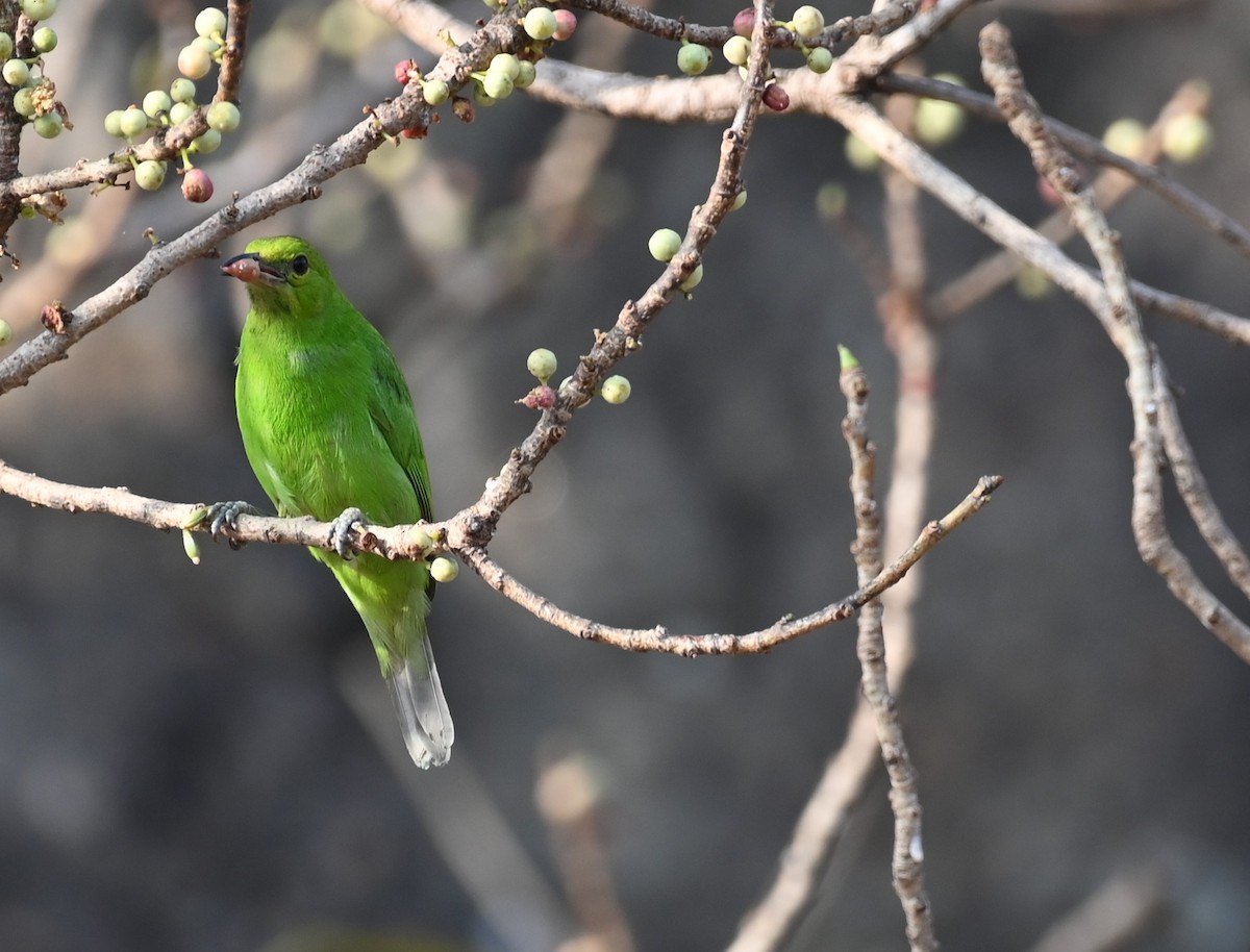 Verdin de Jerdon - ML613935834