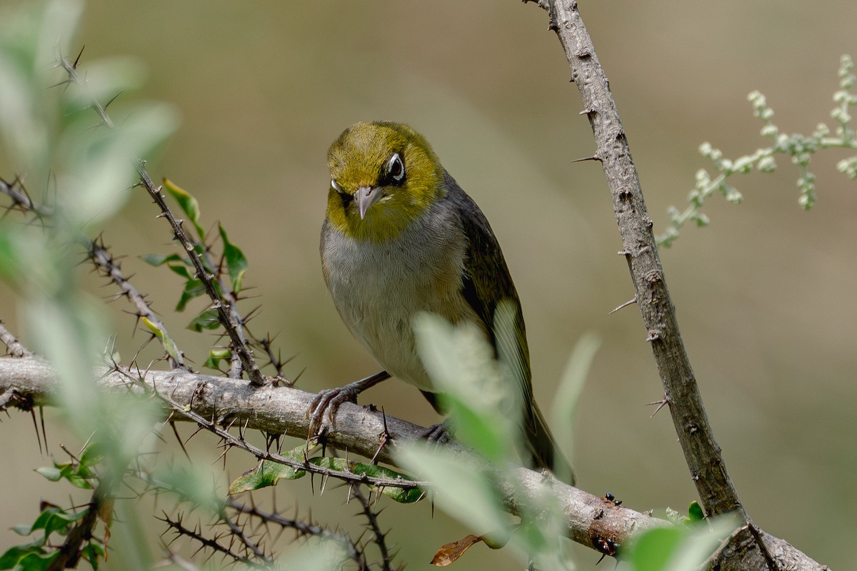 Silvereye - ML613935853