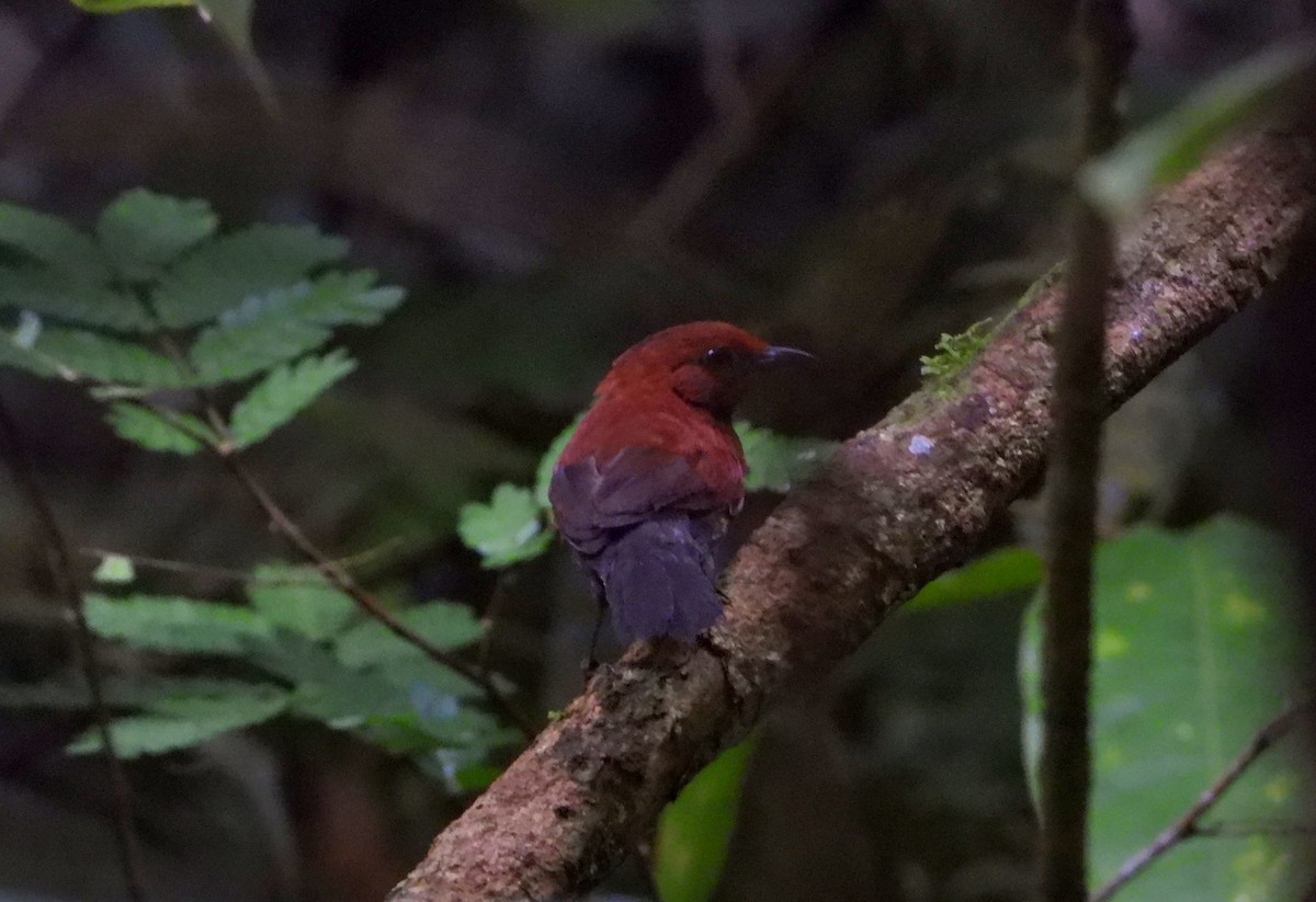 Ruddy Spinetail - ML613935864