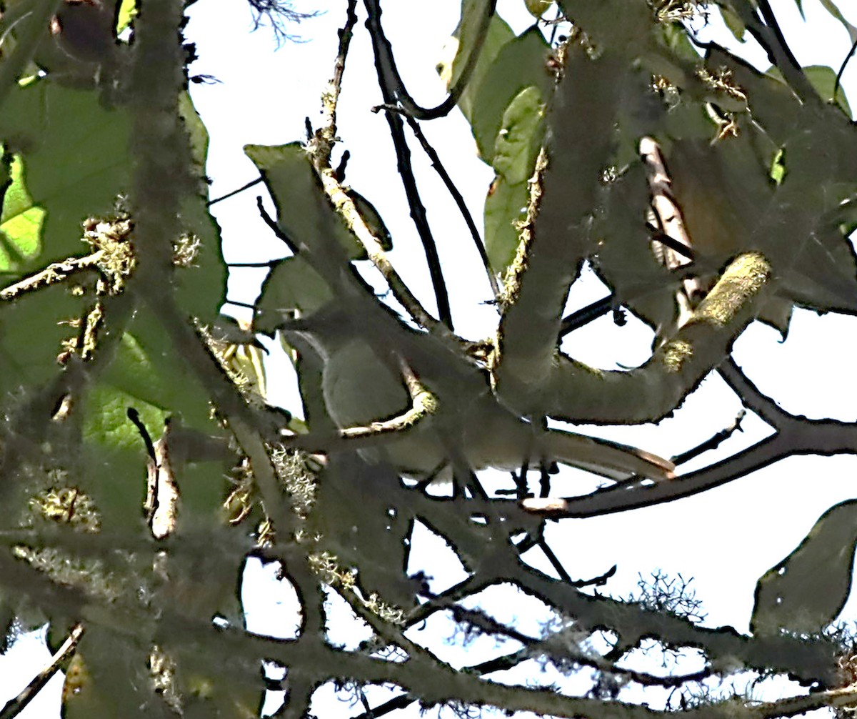 Slender-billed Greenbul - ML613936090