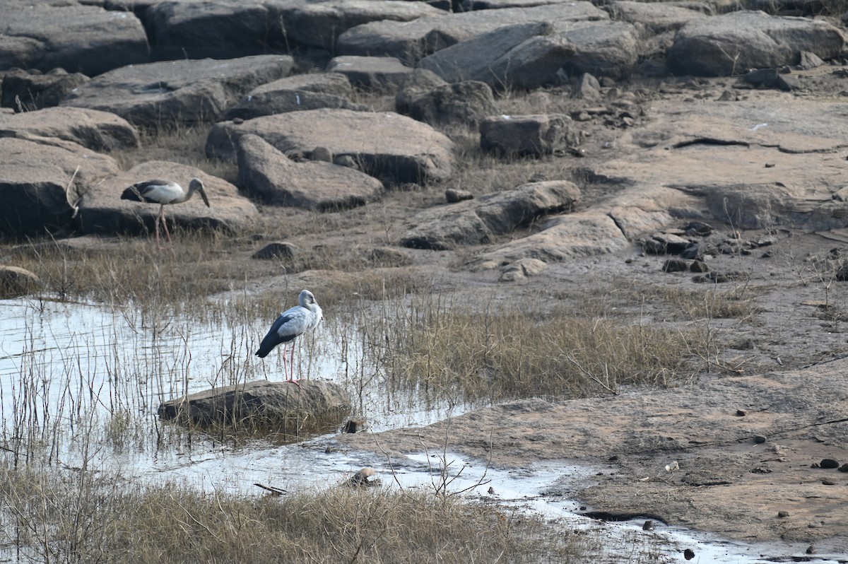 Asian Openbill - ML613936250