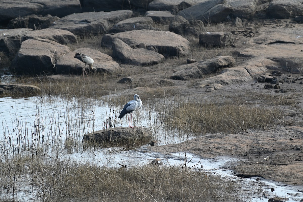 Asian Openbill - ML613936252