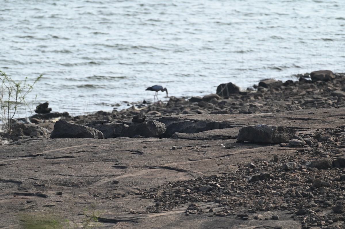 Asian Openbill - ML613936253