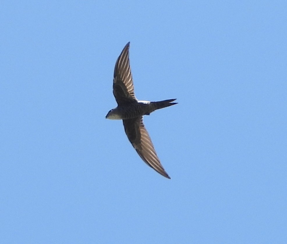 Pacific Swift - ML613936283