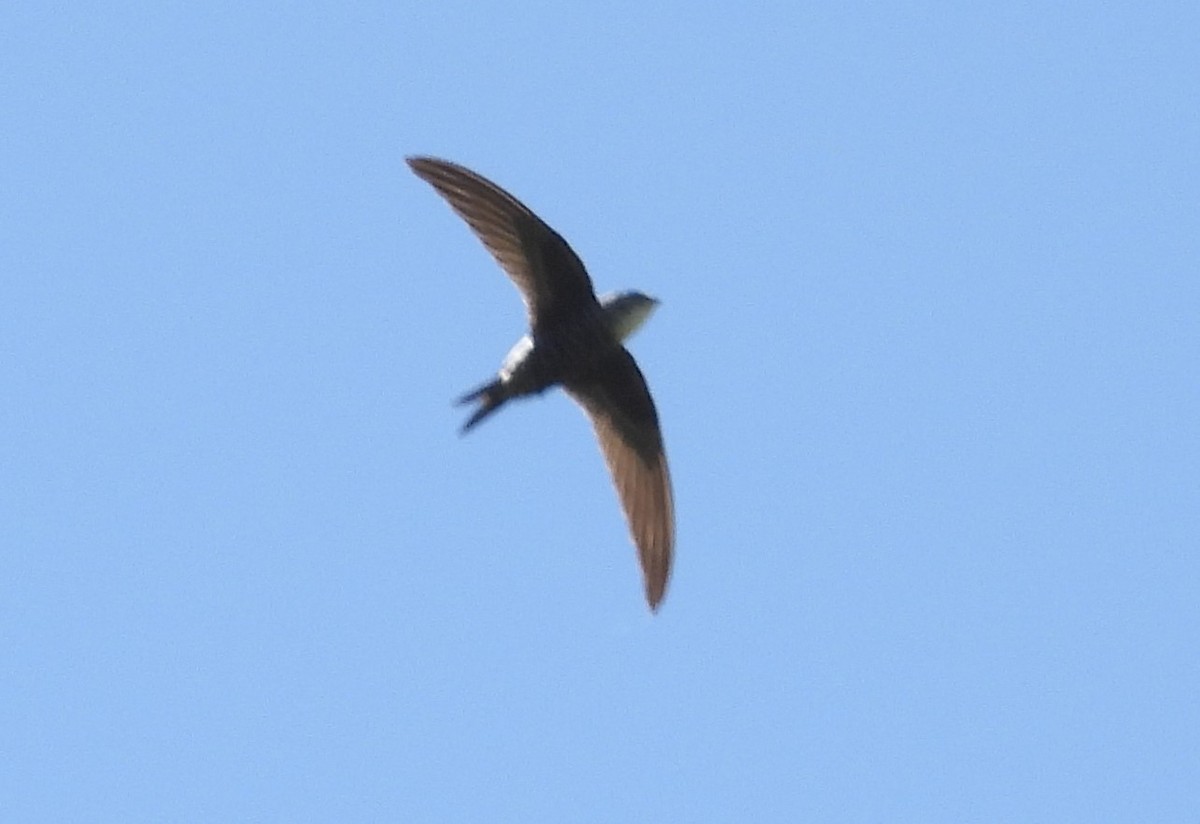 Pacific Swift - ML613936284