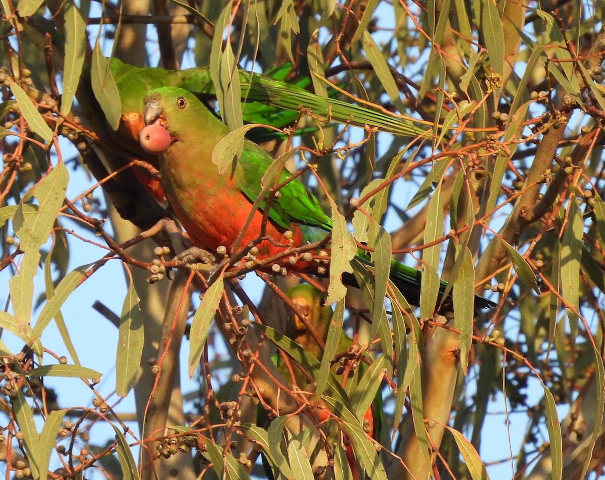 Australian King-Parrot - ML613936337