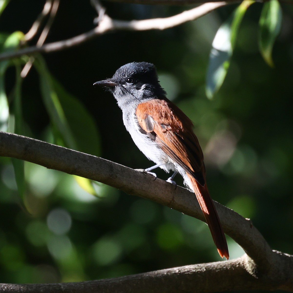 African Paradise-Flycatcher - ML613936361