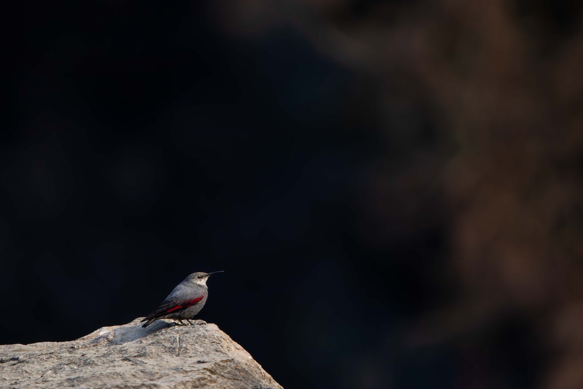 Wallcreeper - ML613936495