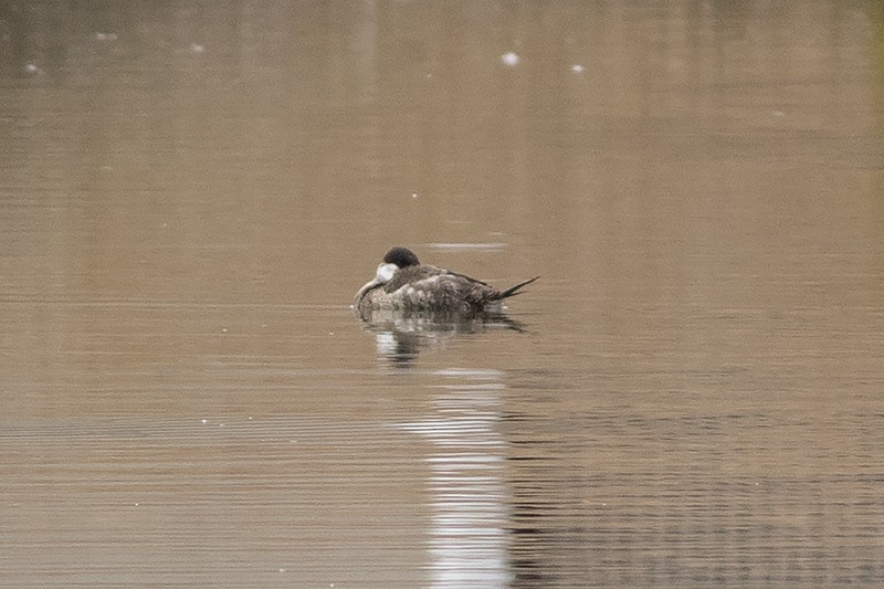 Ruddy Duck - ML613936525