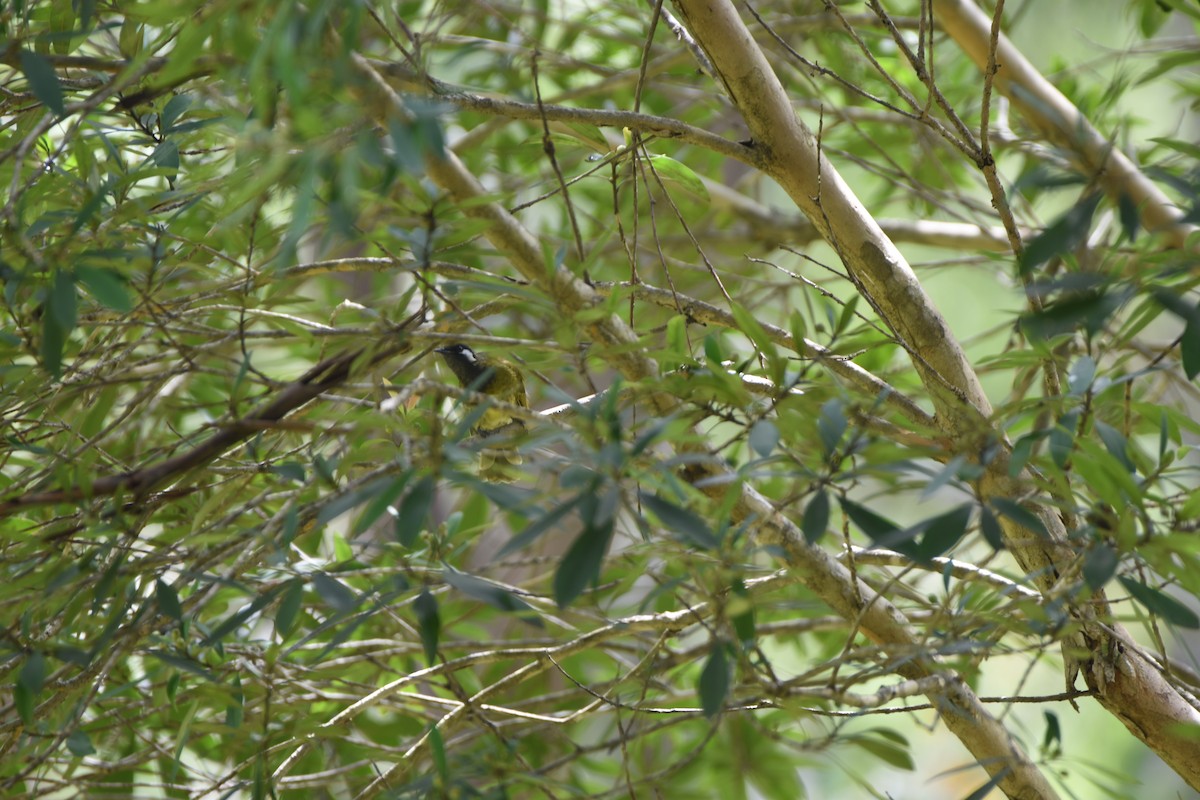 White-eared Honeyeater - ML613936579