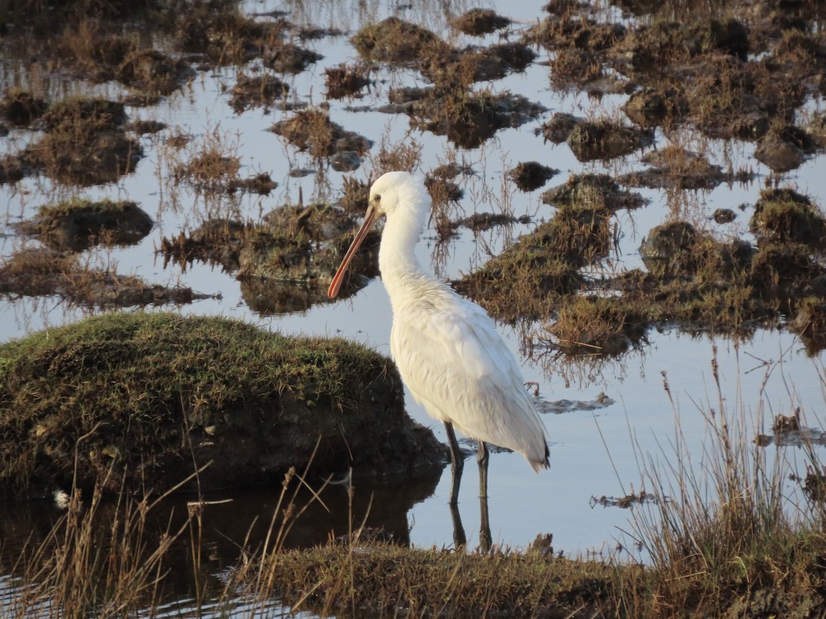 Eurasian Spoonbill - ML613936640