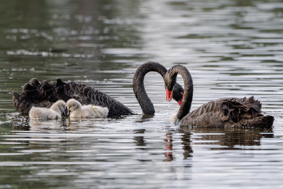 Black Swan - Gary Dickson