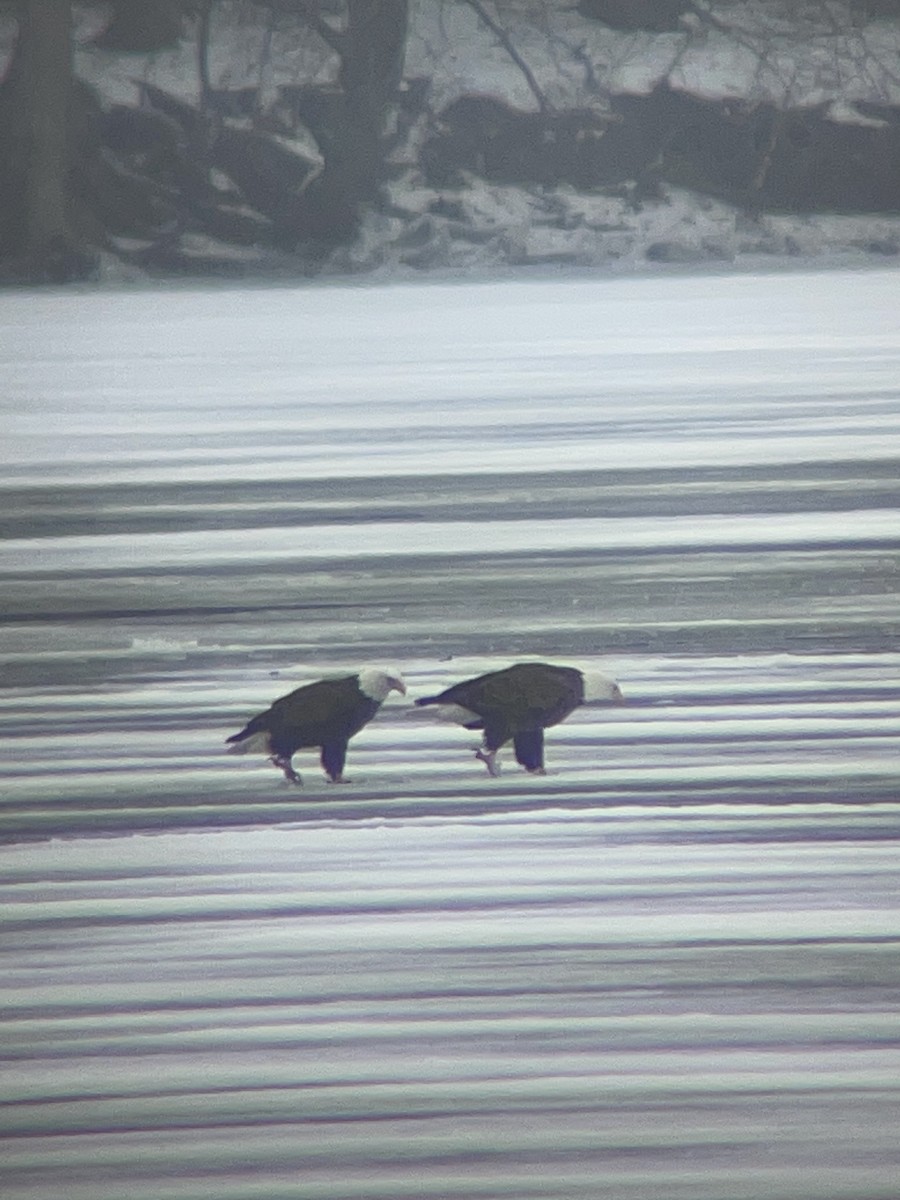 Bald Eagle - ML613936675