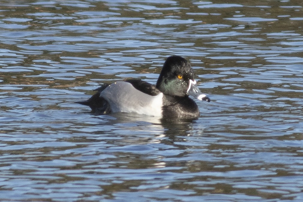 Ring-necked Duck - ML613936683