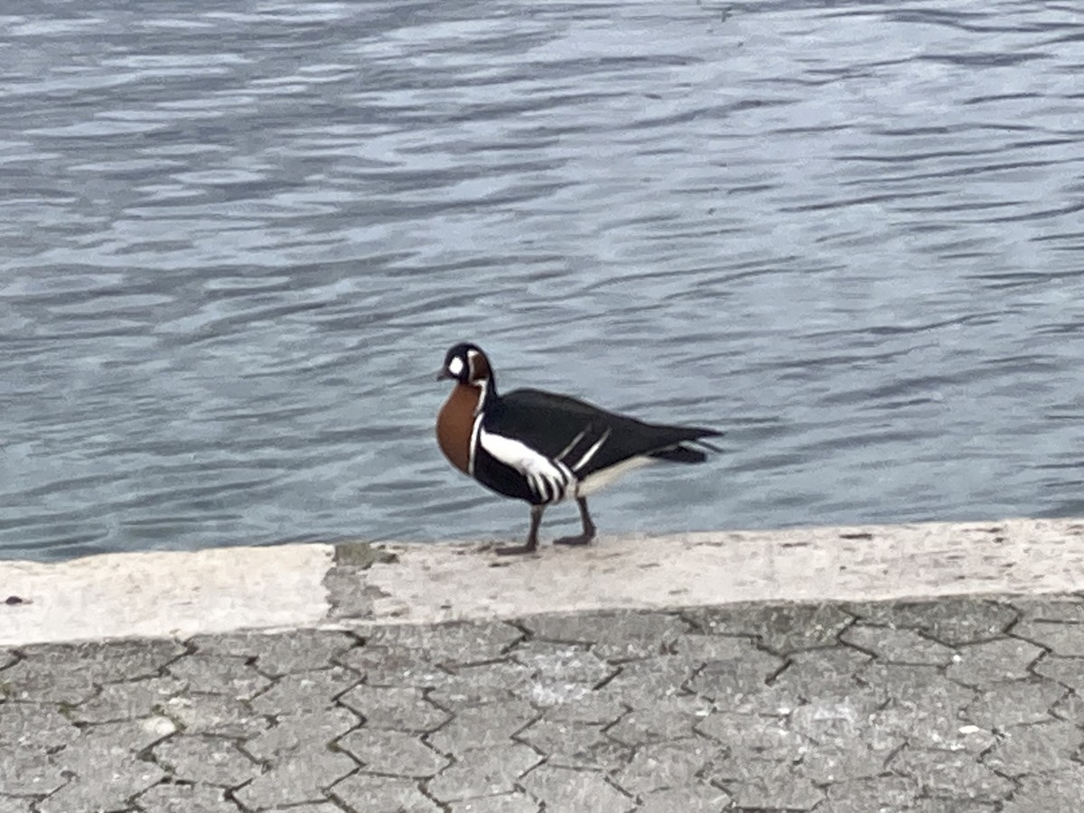 Red-breasted Goose - ML613936806