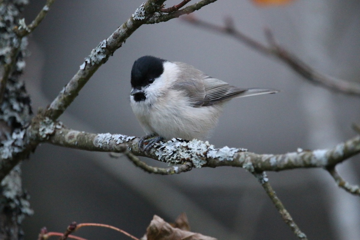 Marsh Tit - ML613936807