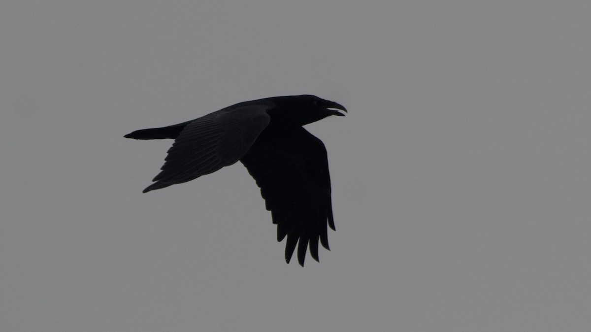 Common Raven - Bob Diebold