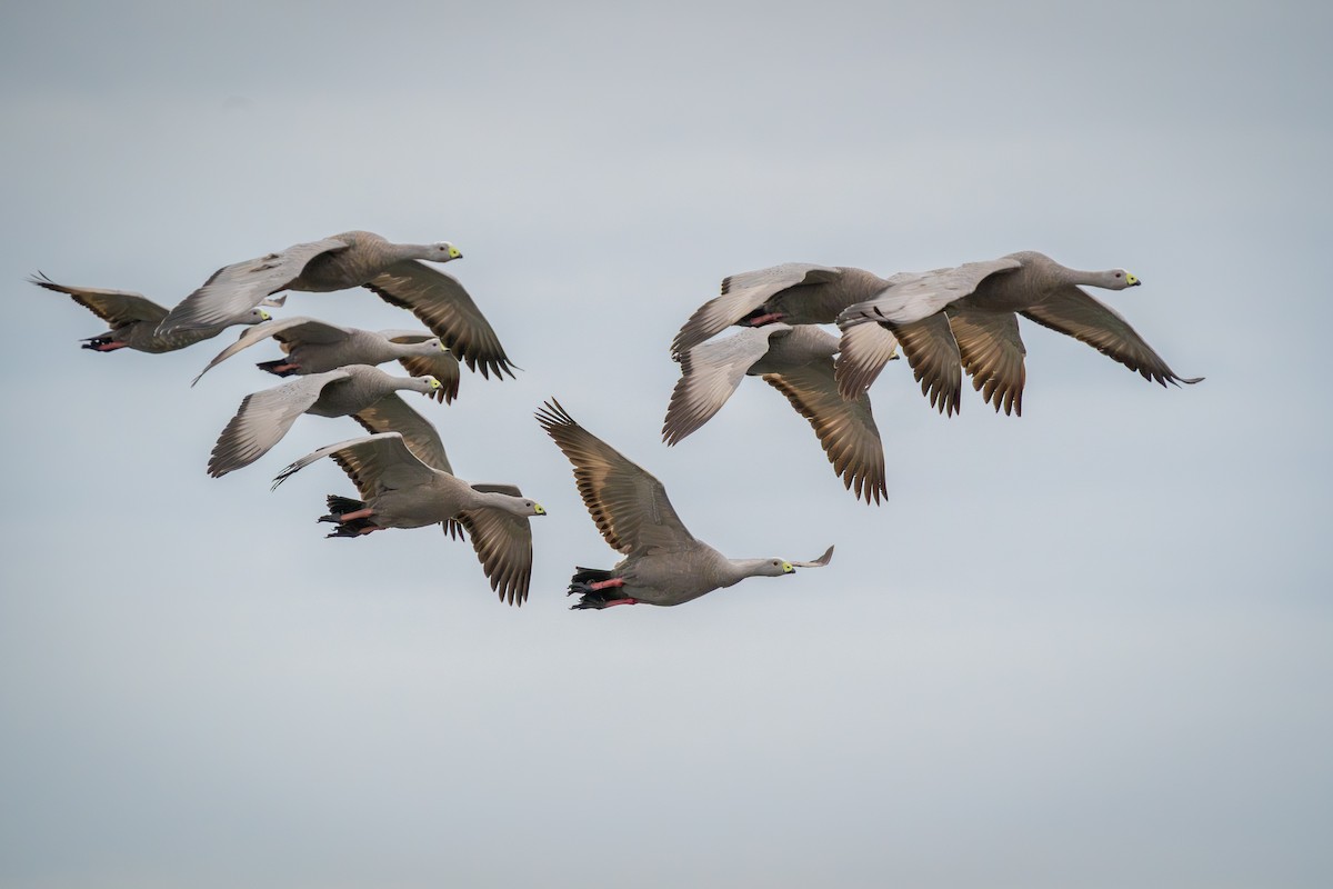 Cape Barren Goose - ML613936890