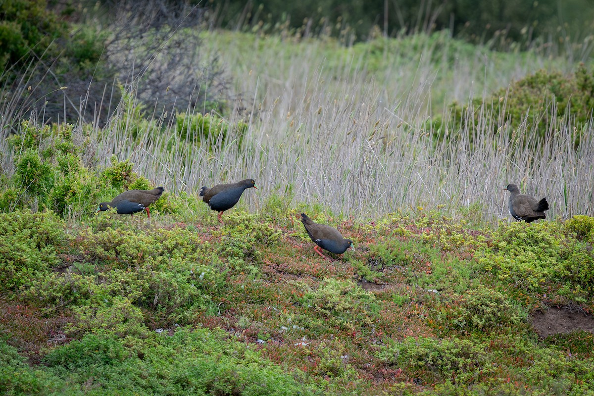 Black-tailed Nativehen - ML613936897
