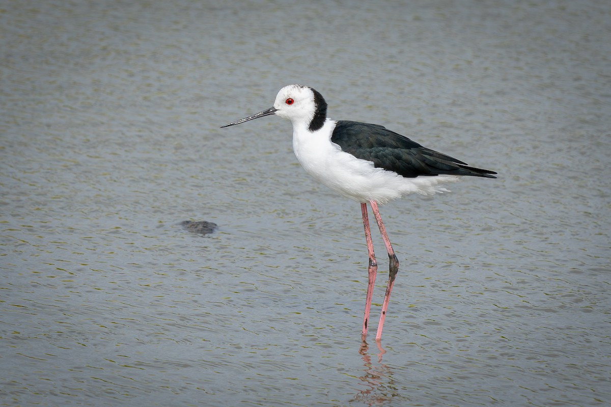 Pied Stilt - ML613936907