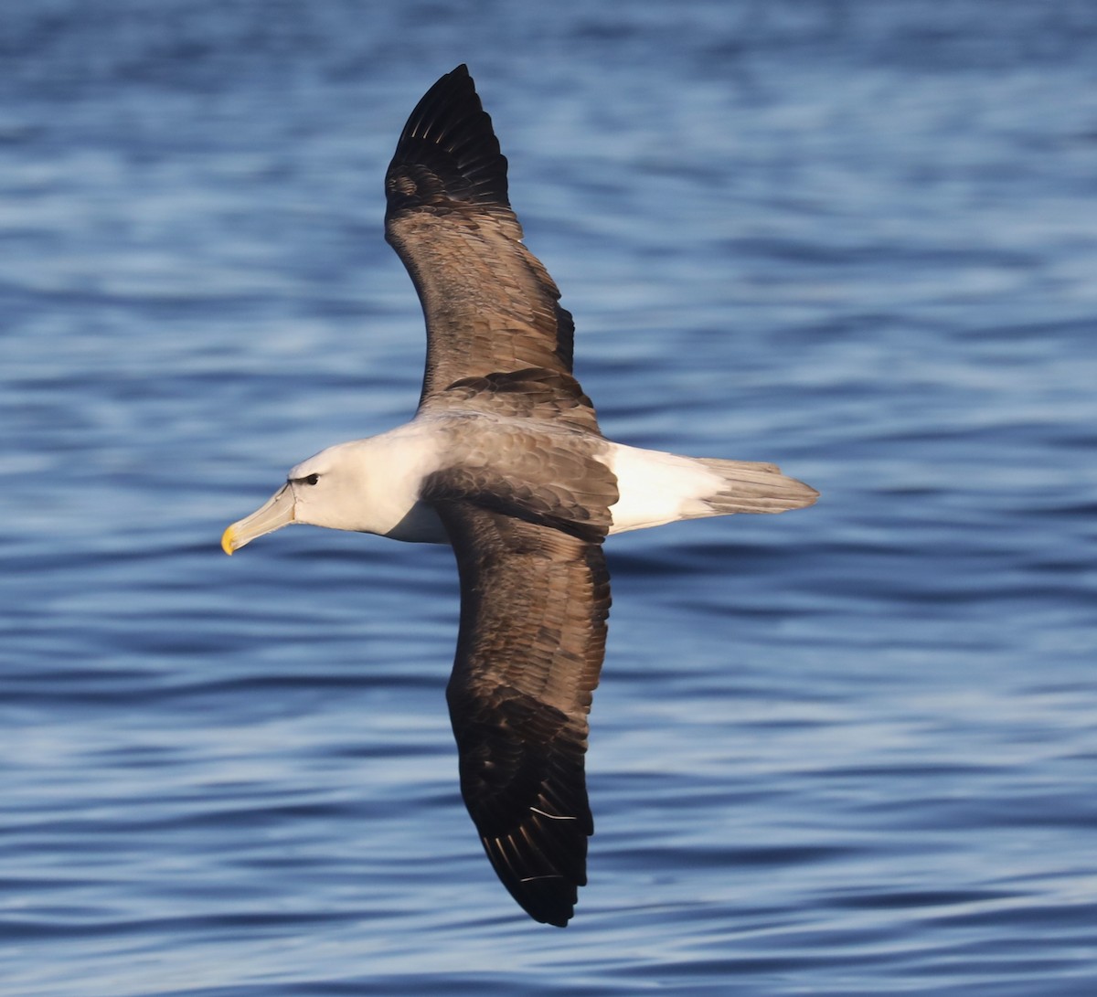 White-capped Albatross - Steven Edwards