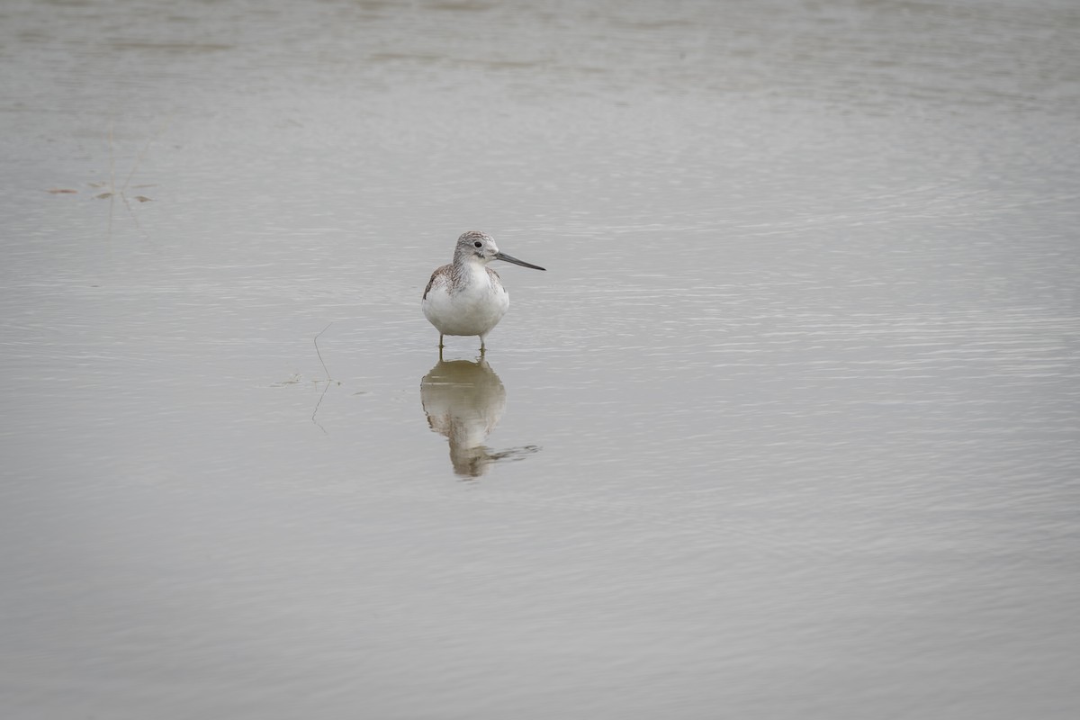 Common Greenshank - ML613936910