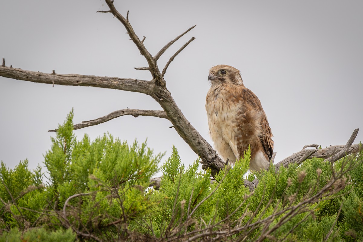 Brown Falcon - ML613936921