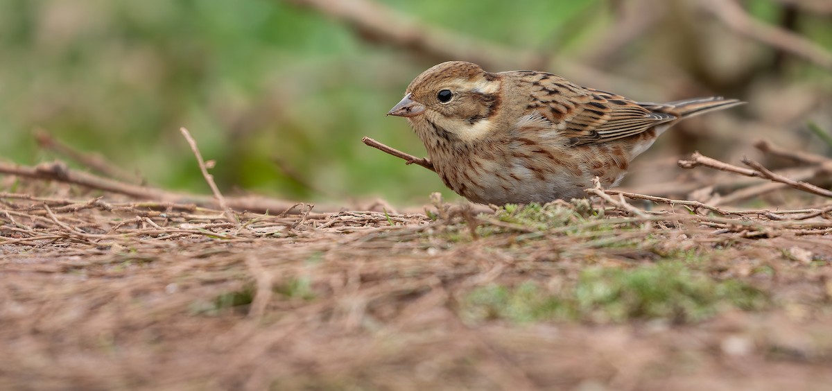 Rustic Bunting - ML613936934